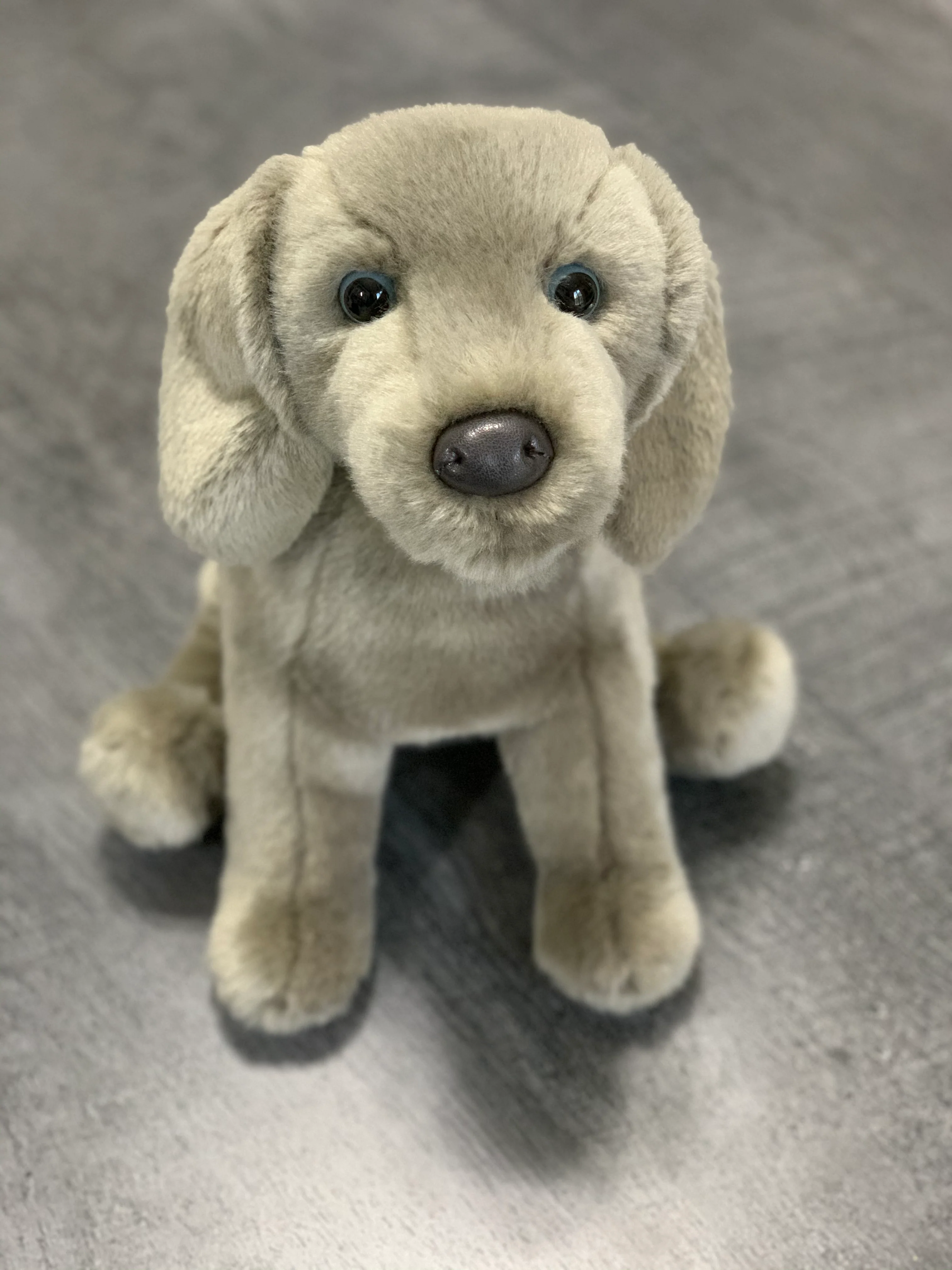 Weighted Weimaraner Pup – 15" (2.5 lbs) - Image 10