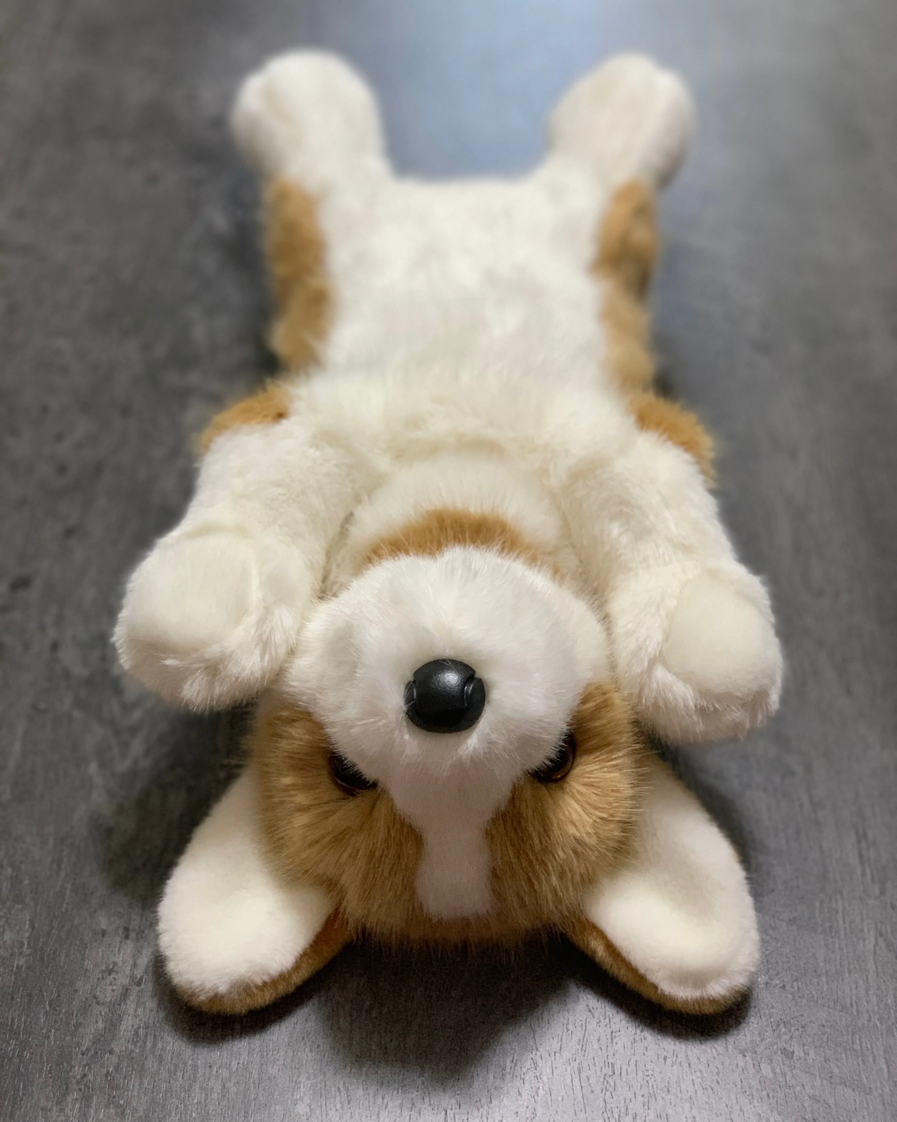 19" Weighted Corgi Plush (Up to 6 lbs) - Image 6